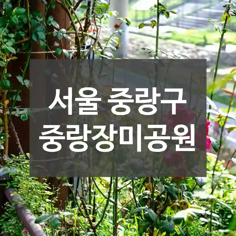 서울 중랑구
중랑장미공원