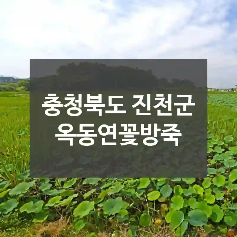 충청북도 진천군
옥동연꽃방죽
