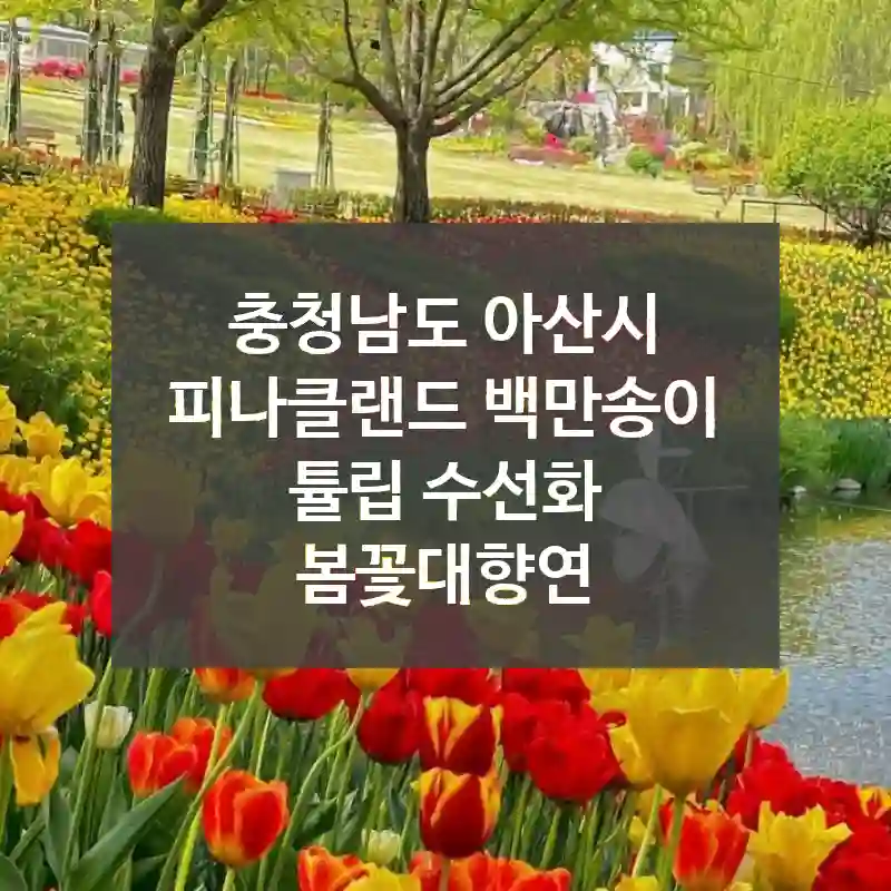 충청남도 아산시
피나클랜드 백만송이 튤립 수선화 봄꽃대향연