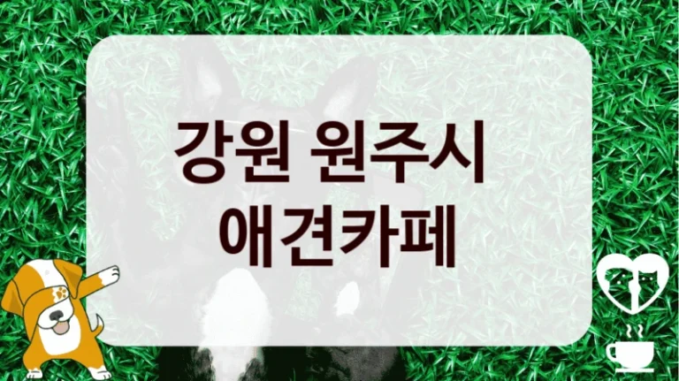강원 원주시 
 애견카페