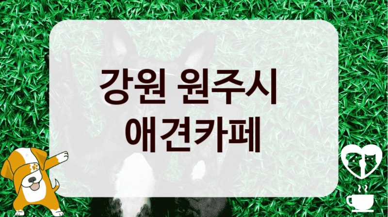 강원 원주시 
 애견카페 