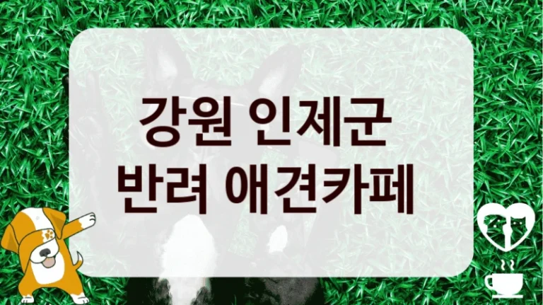 강원 인제군 
반려 애견카페