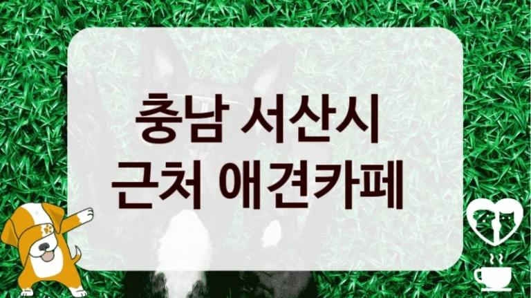 충남 서산시 
근처 애견카페