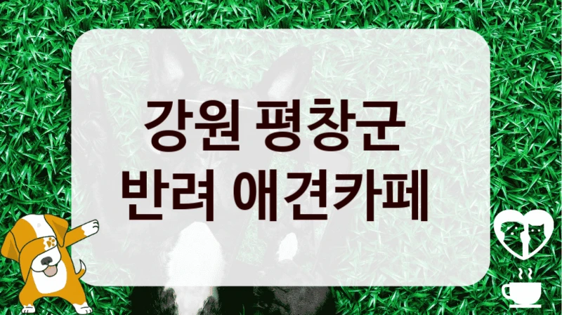 강원 평창군 
반려 애견카페 