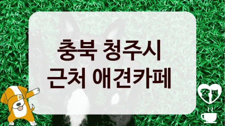충북 청주시 
근처 애견카페