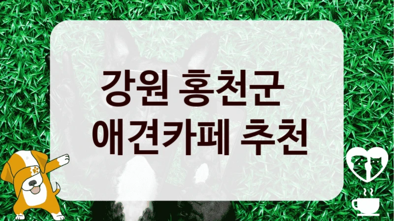 강원 홍천군 
 애견카페 추천