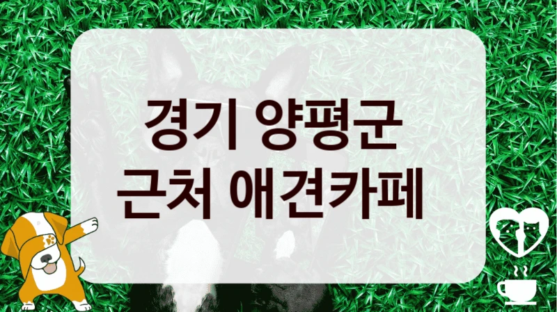 경기 양평군 
근처 애견카페 