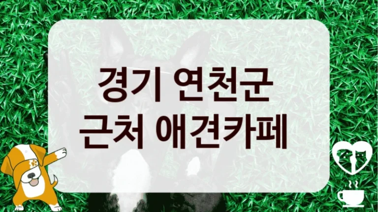 경기 연천군 
근처 애견카페