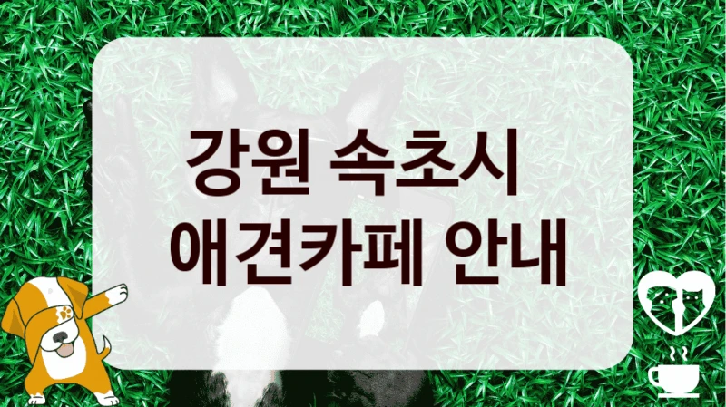 강원 속초시 
 애견카페 안내