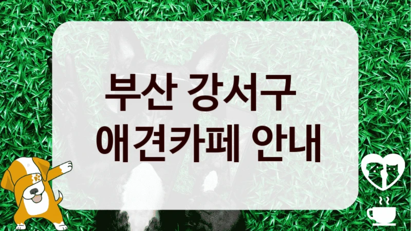 부산 강서구 
 애견카페 안내
