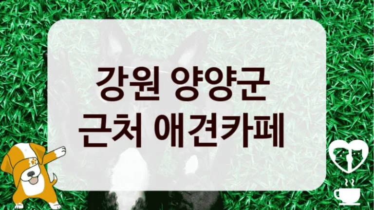 강원 양양군 
근처 애견카페