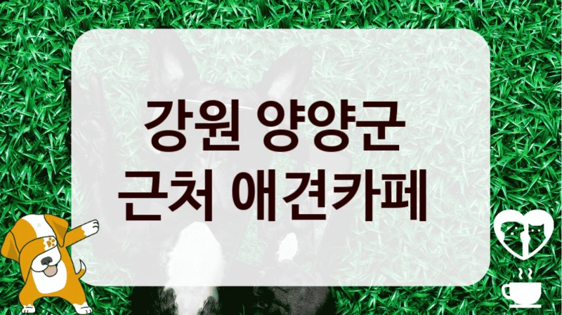 강원 양양군 
근처 애견카페 