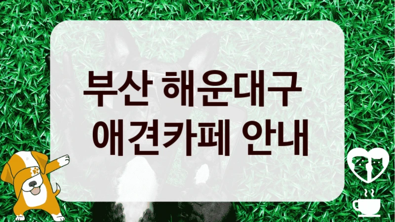 부산 해운대구 
 애견카페 안내