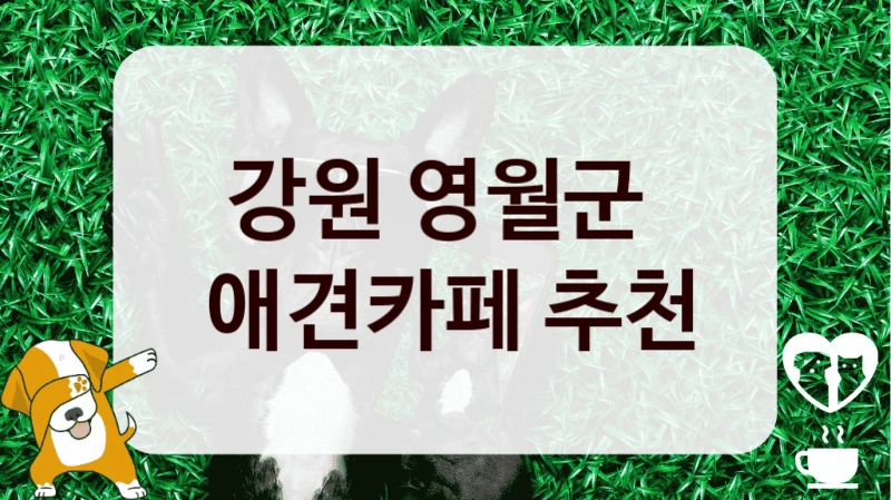 강원 영월군 
 애견카페 추천