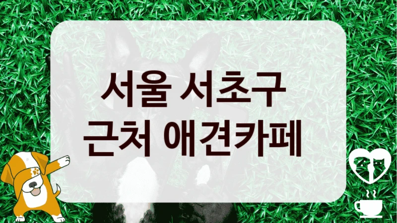 서울 서초구 
근처 애견카페 