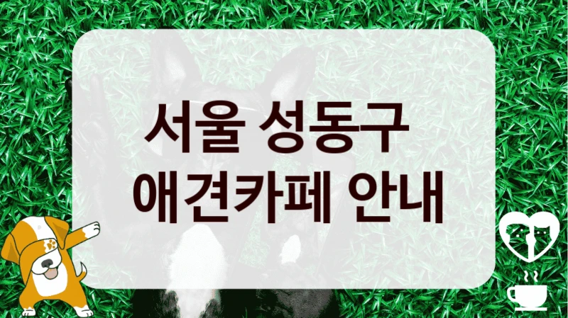 서울 성동구 
 애견카페 안내