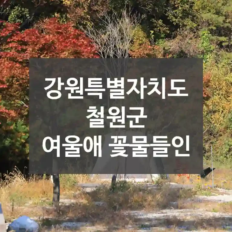 강원특별자치도 철원군
여울애 꽃물들인