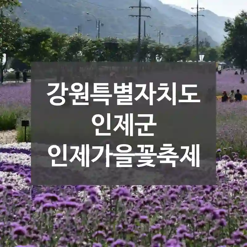 강원특별자치도 인제군
인제가을꽃축제