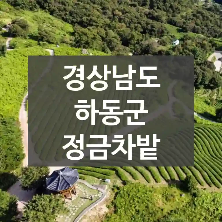 경상남도 하동군
정금차밭