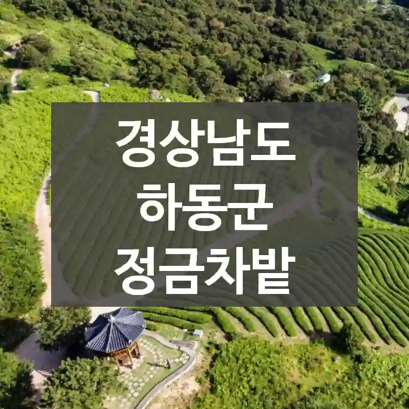 경상남도 하동군
정금차밭