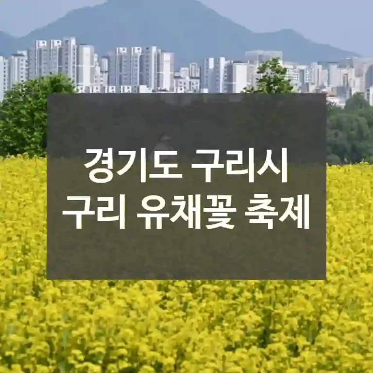 경기도 구리시
구리 유채꽃 축제