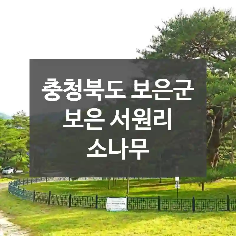 충청북도 보은군
보은 서원리 소나무