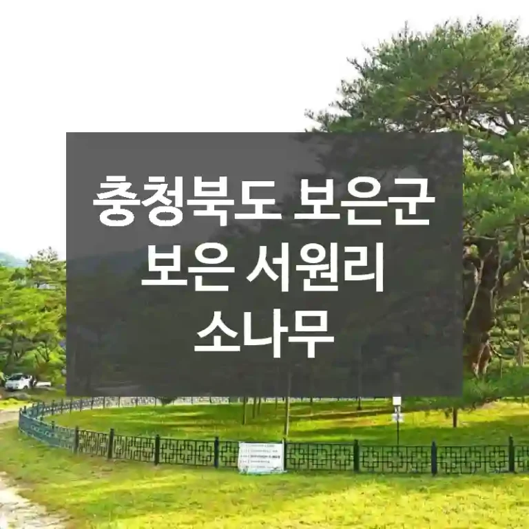 충청북도 보은군
보은 서원리 소나무